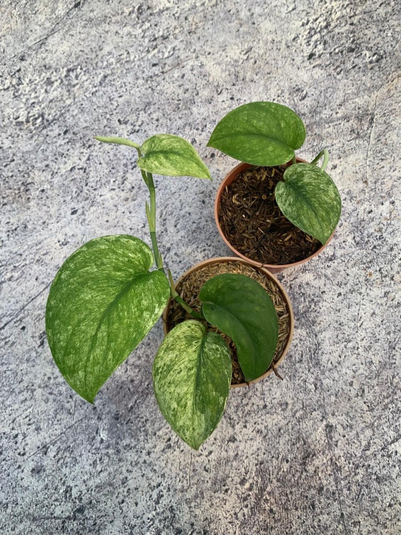 Scindapsus Jade Satin Marble Variegata