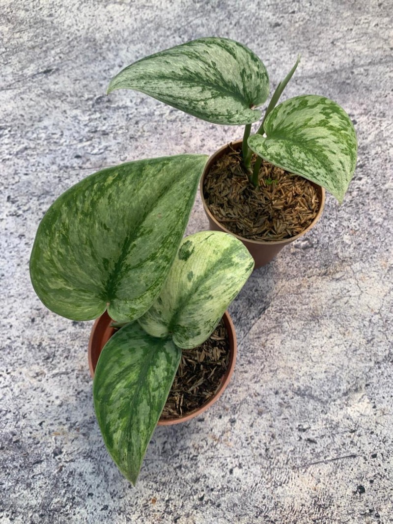 Scindapsus hologram variegata