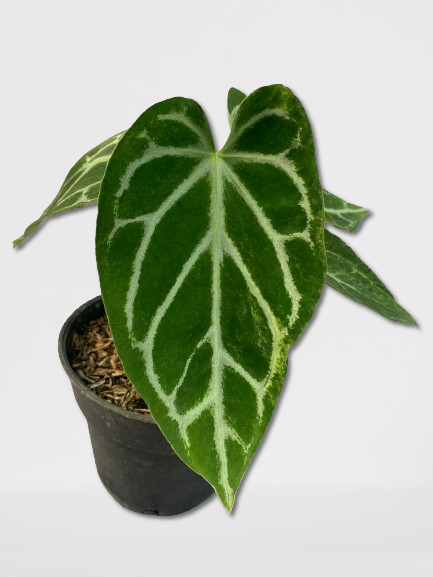 Anthurium Crystallinum Variegated