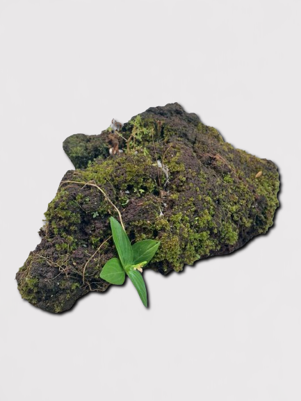 Mossy Lava Rock